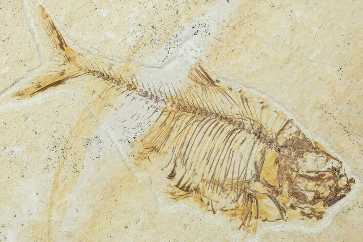 Fossil Fish (Diplomystus) - Green River Formation #224576